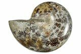 Polished Ammonite (Phylloceras?) Fossil - Madagascar #262114-1